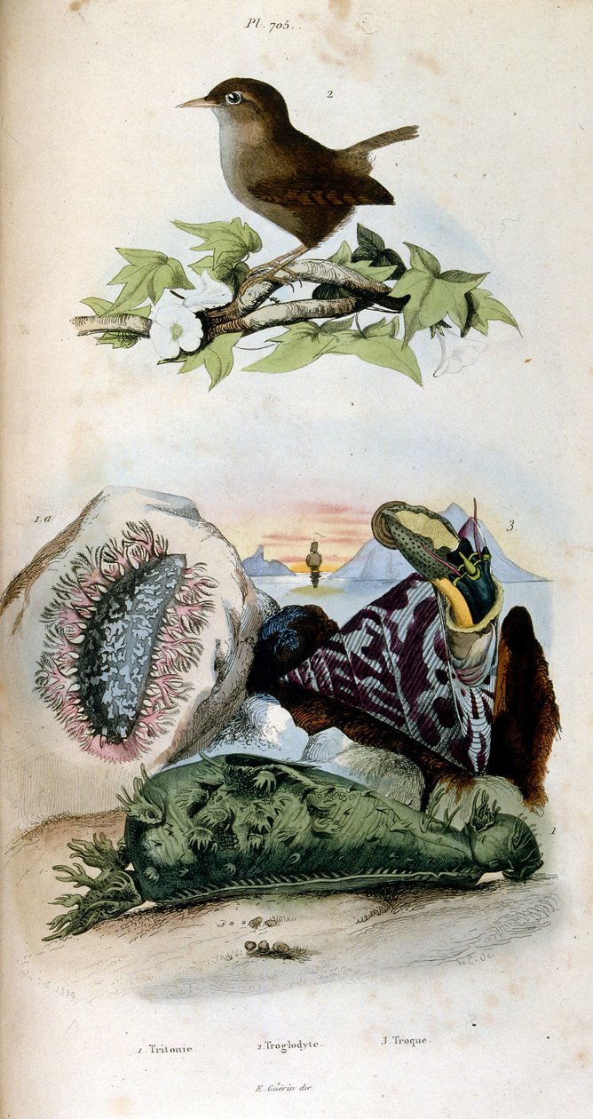 Botanisk og zoologisk illustration af F. E. Guerin. Fra Dictionnaire pittoresque d
