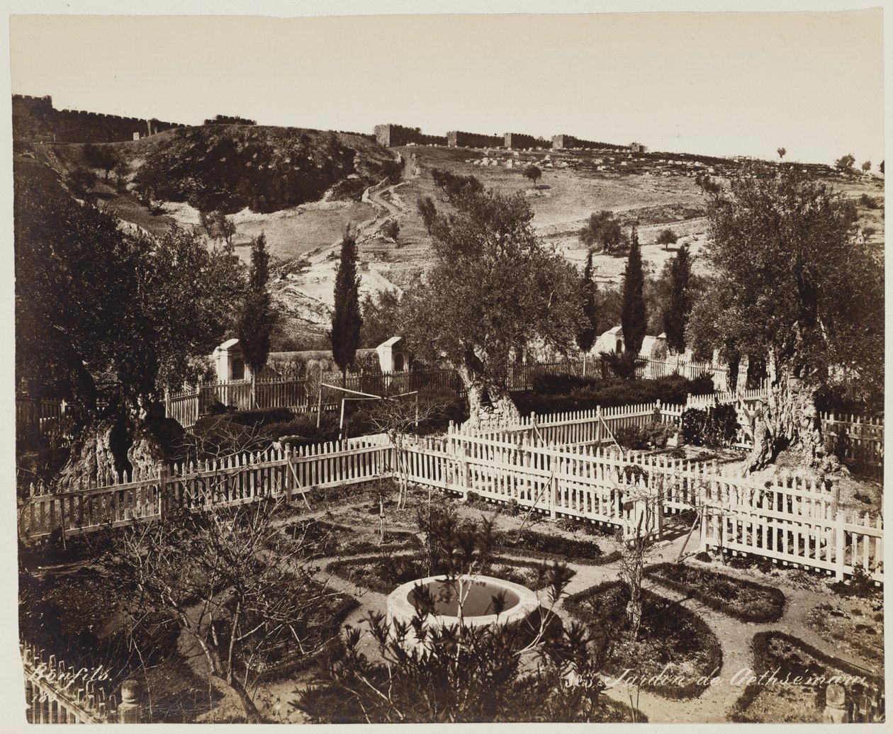 Getsemane Have nr. 303 af Félix Bonfils