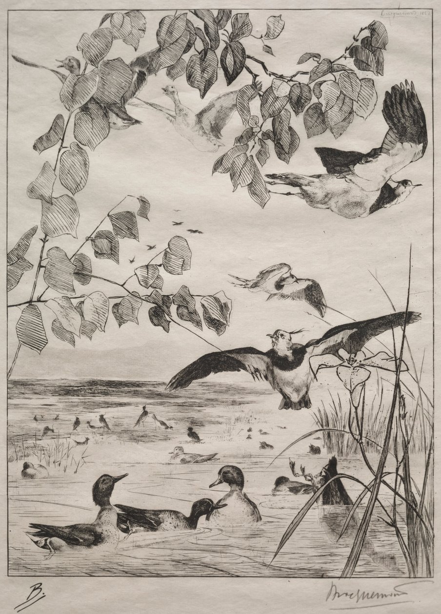 Viber og krikand, 1862. af Felix Bracquemond