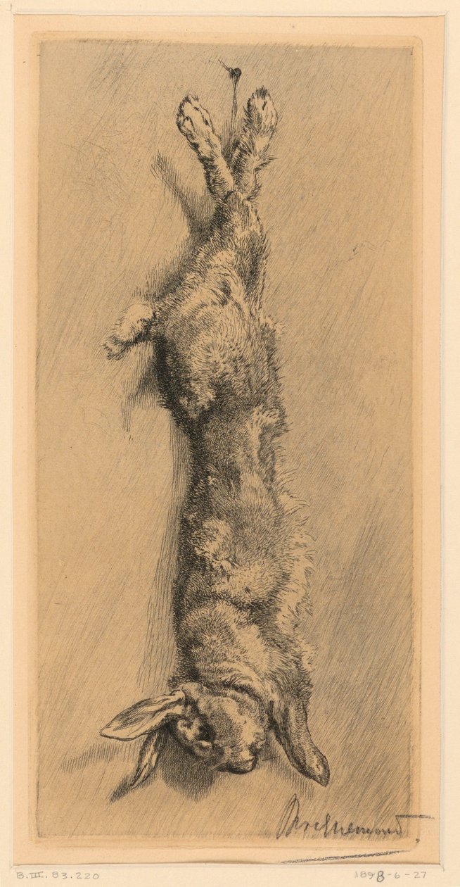 Garenne-kaninen af Felix Bracquemond