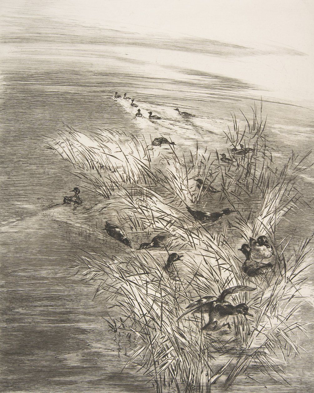 Siv og krikand, 1882. af Felix Bracquemond
