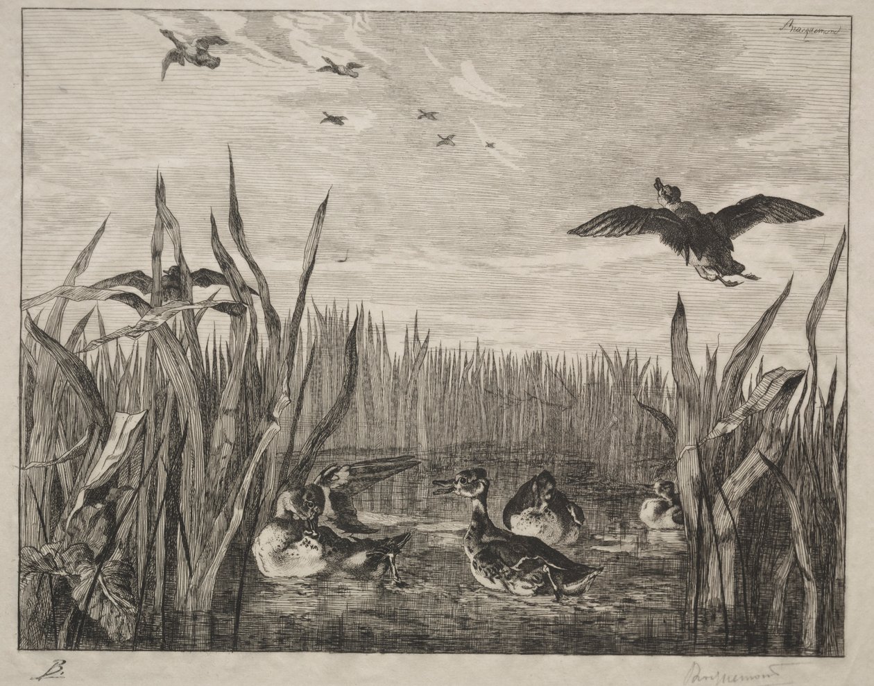 Blågrøn, 1853. af Felix Bracquemond