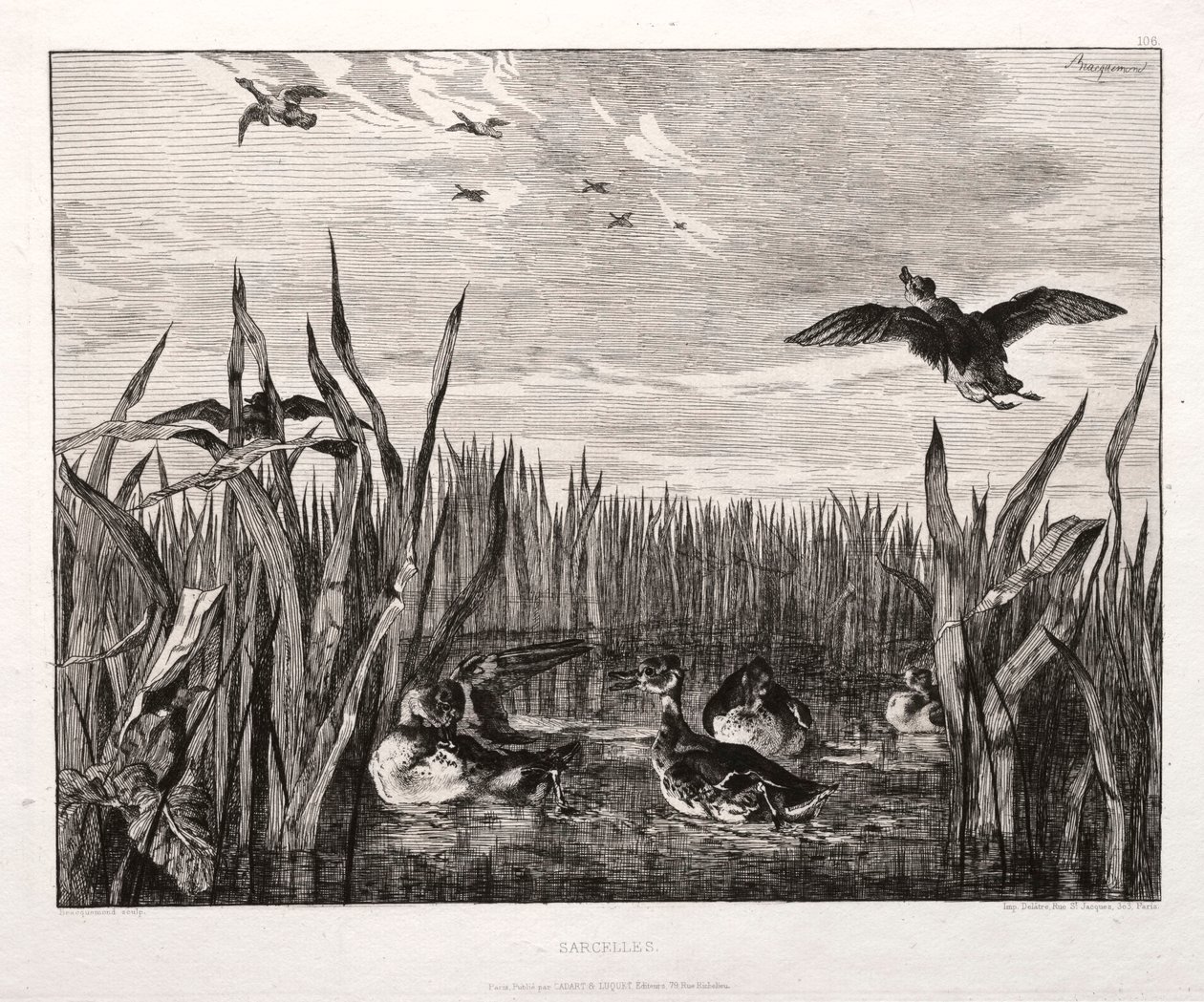 Teals, 1853 trykt 1864. af Felix Bracquemond