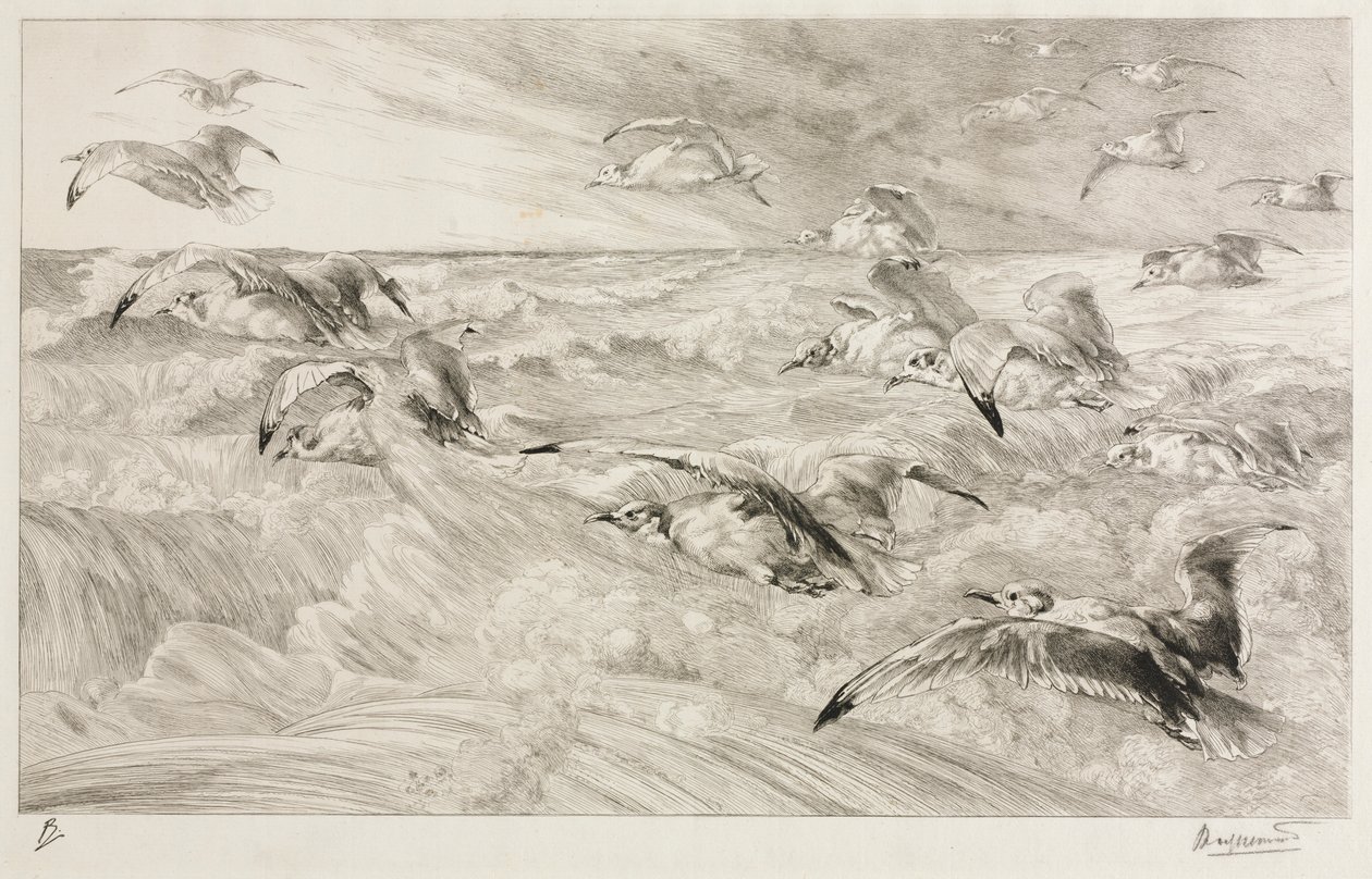 Mågerne, ca. 1880. af Felix Bracquemond