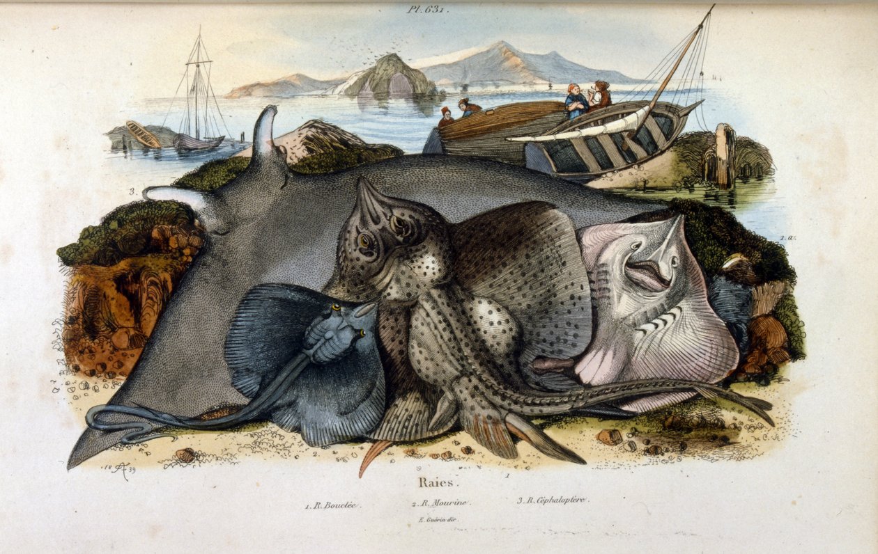 Illustration af Manta Ray fisk. (kromolitografi fra malerisk ordbog over naturhistorie og naturfænomener af Felix-Edouard Guerin af Felix Edouard Guerin