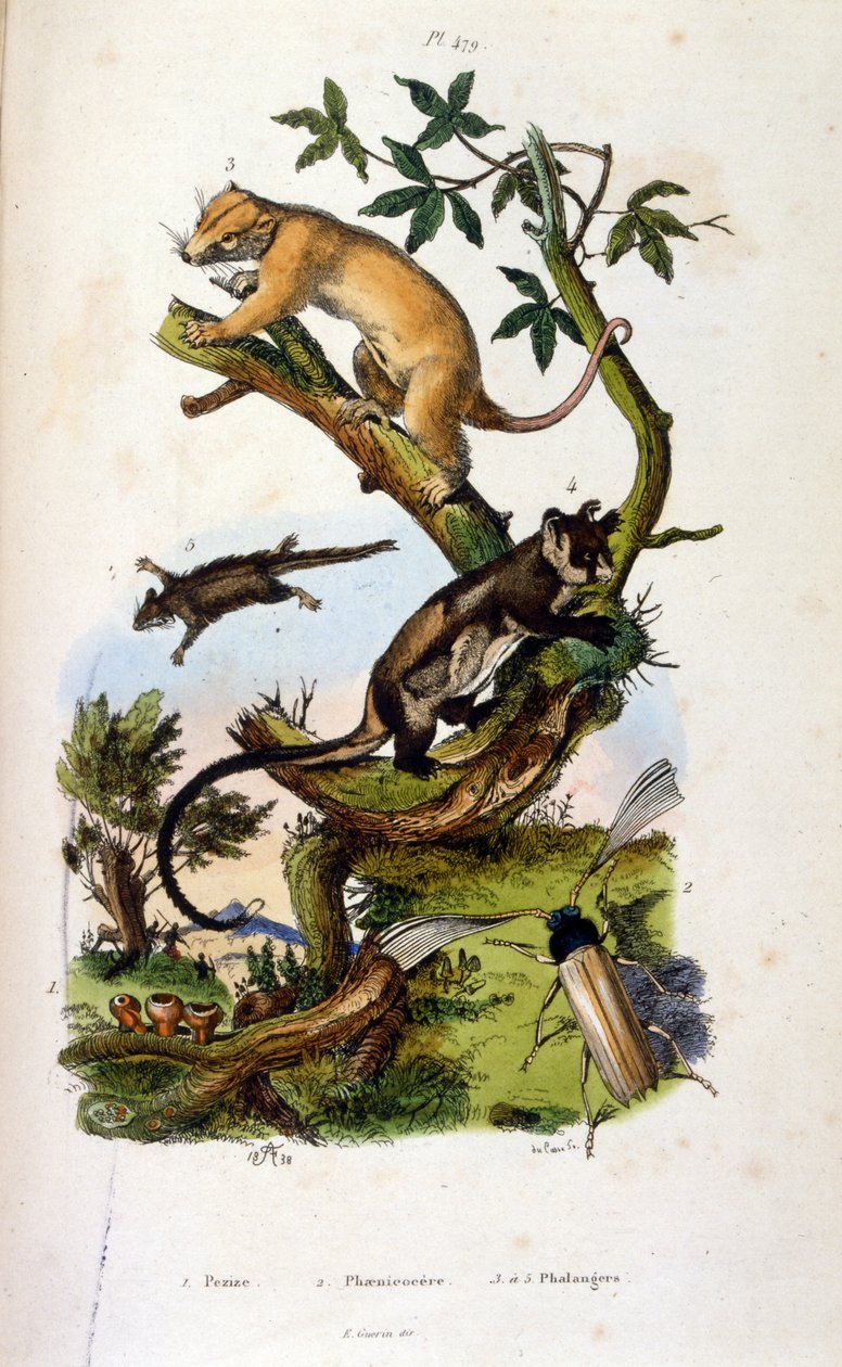 Illustration af pattedyr og insekter. (kromolitografi fra malerisk ordbog over naturhistorie og naturfænomener af Felix-Edouard Guerin af Felix Edouard Guerin