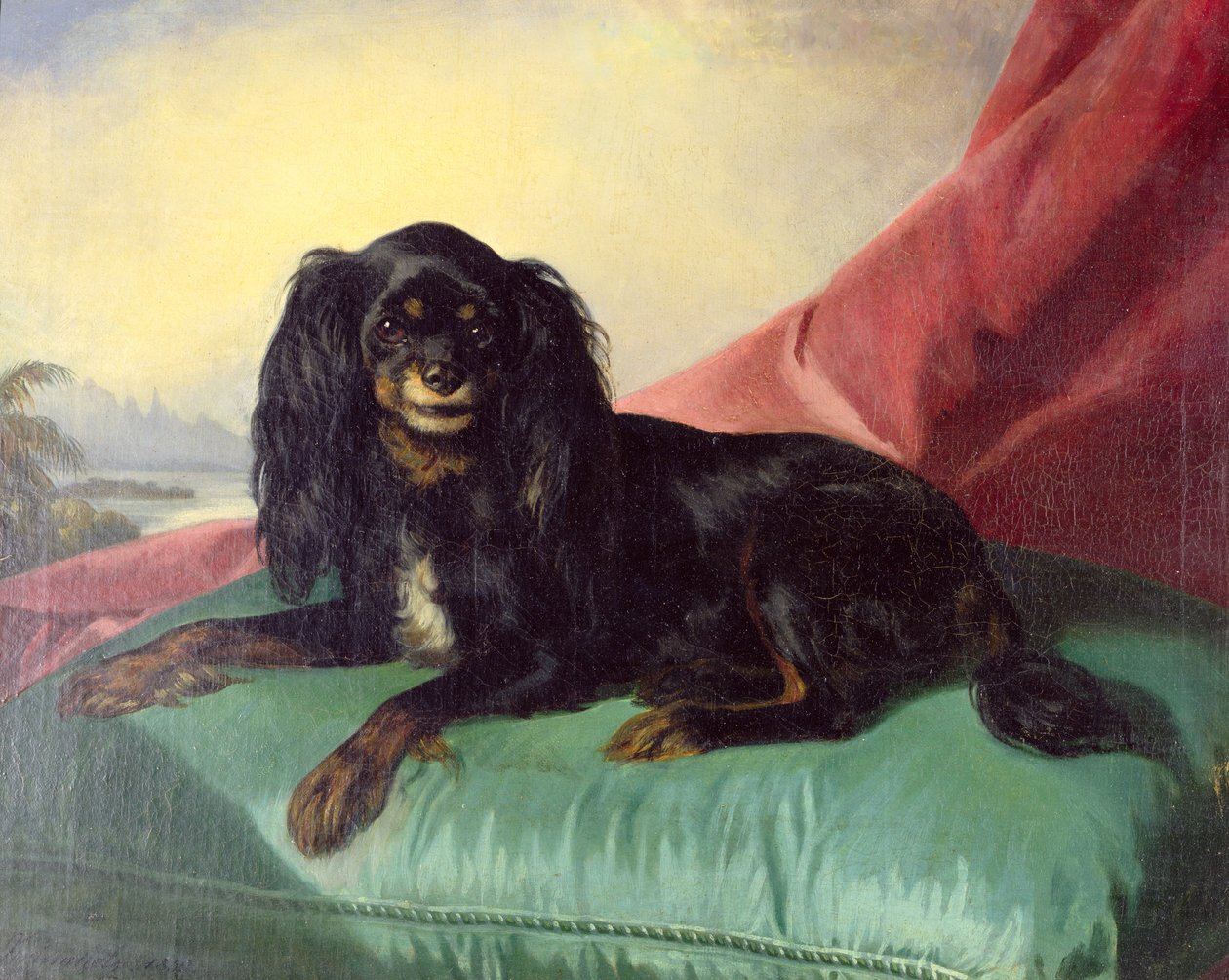 En King Charles Spaniel på en grøn pude af Ferdinand Krumholz