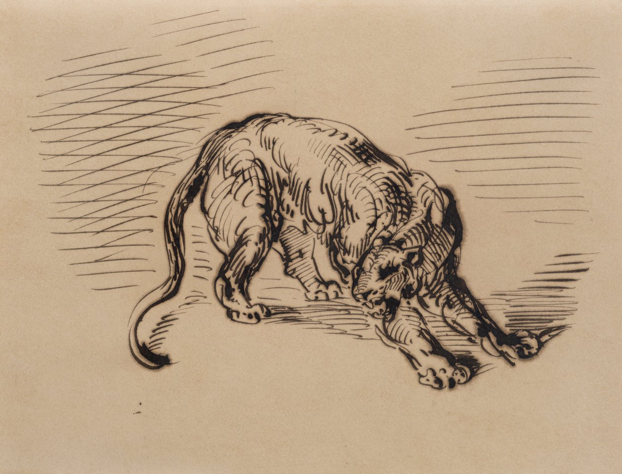 Tiger Frightened by a Snake, 1858 (pen og blæk på kalkerpapir) af Ferdinand Victor Eugene Delacroix