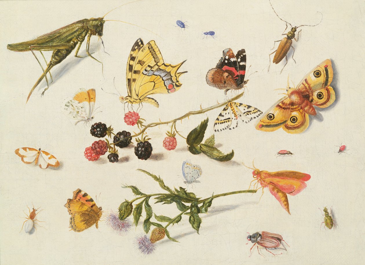 Studie af insekter, blomster og frugter, 1600-tallet af Ferdinand van Kessel