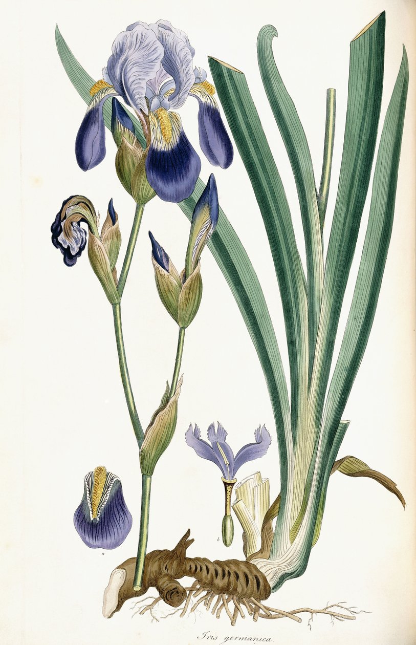Iris Germanicus, 1847 af Ferdinand Bauer