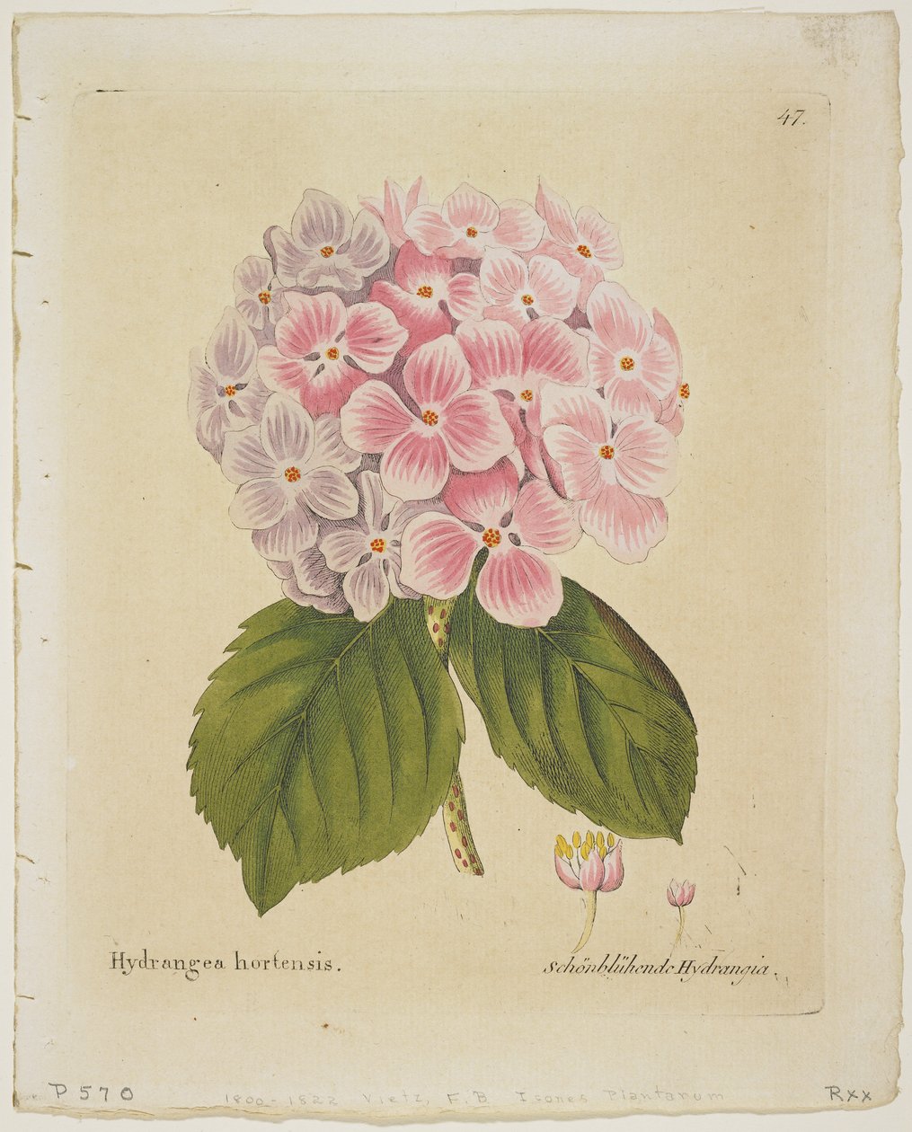 Schonbluhende Hydrangia, fra Icons of Plants with their Frugt and Uses in Medico-Economico-Technologica, 1804 (håndfarvet gravering) af Ferdinand Bernhard Vietz