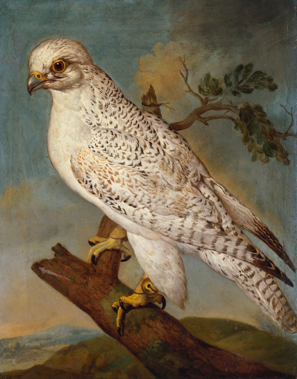 En falk på en gren, 1736 af Ferdinand Phillip de Hamilton