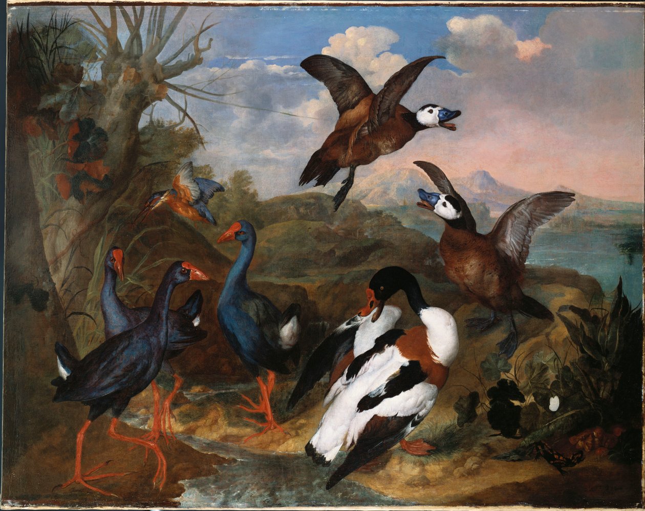 Skalænder og andre fugle i et landskab, 1720 af Ferdinand Phillip de Hamilton