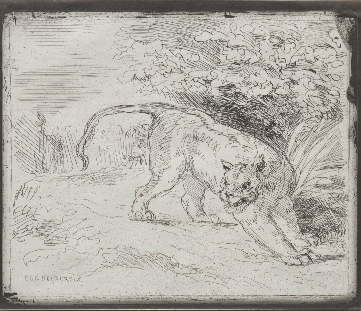 En fanget tiger, 1854. af Ferdinand Victor Eugene Delacroix