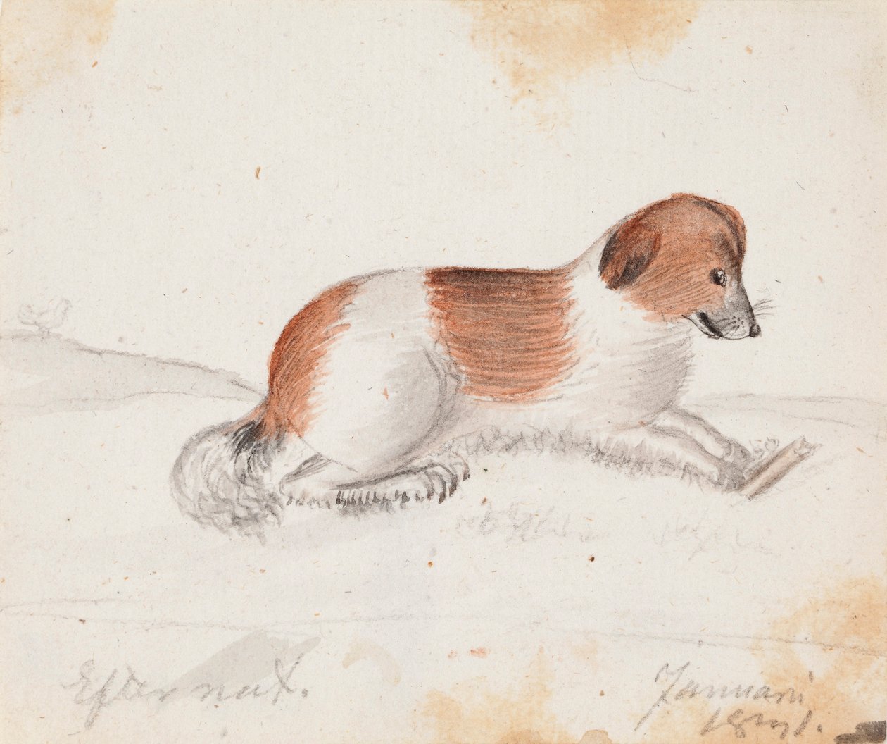 Hund af Ferdinand von Wright