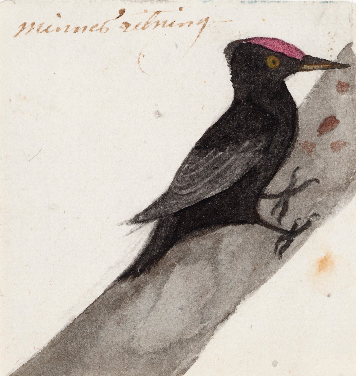 Den store sorte spætte af Ferdinand von Wright