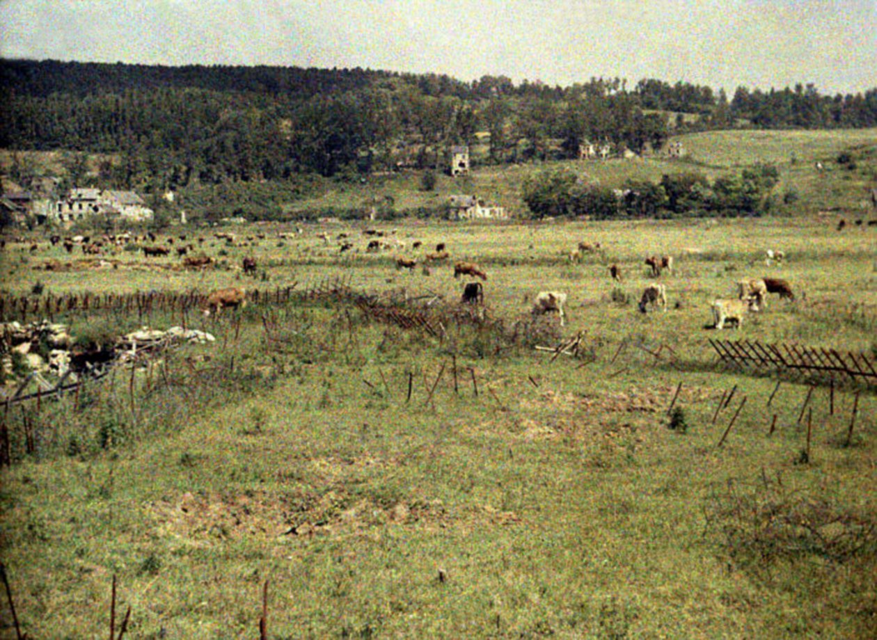 Kvæg fra den franske hær græsser mellem pigtråd og skyttegrave nær Vauxrot, Soissons, Aisne, Frankrig, 1917 (autokrom) af Fernand Cuville