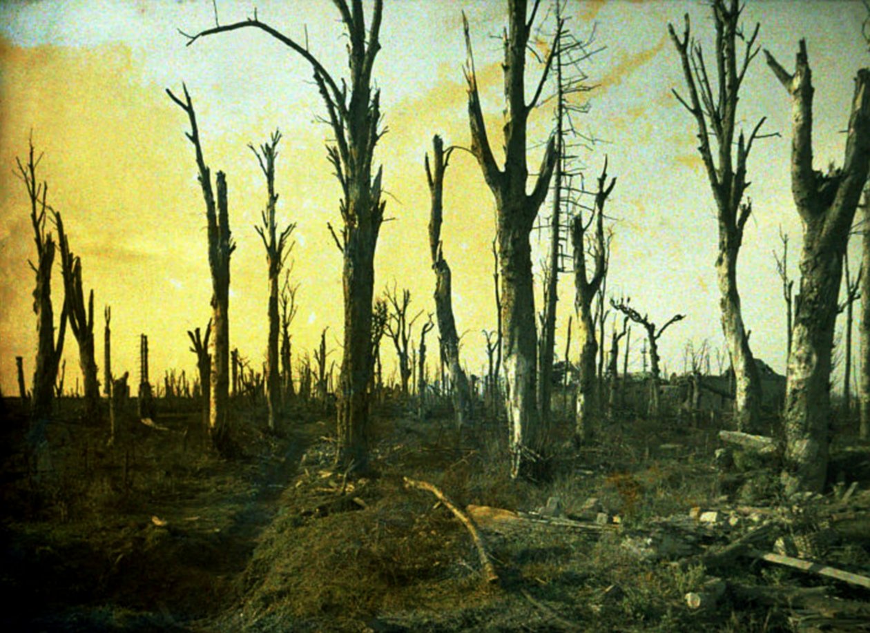Træer ødelagt under kamp, Chaulnes, Somme, Frankrig, 1917 (autokrom) af Fernand Cuville