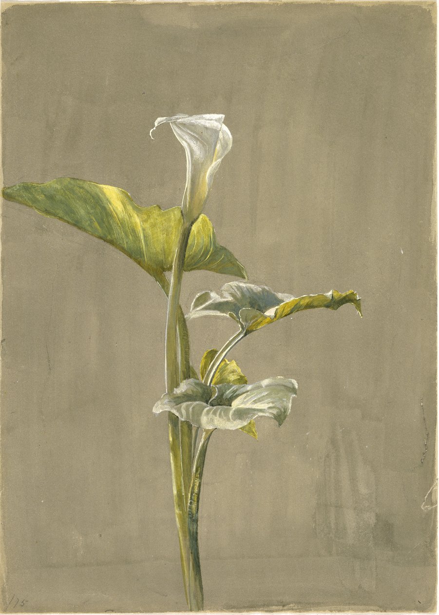 Calla Lily, 1875 (wc på papir) af Fidelia Bridges