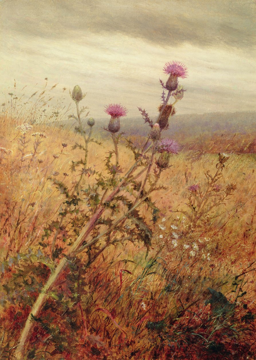 Tidsel på en mark, 1875 af Fidelia Bridges