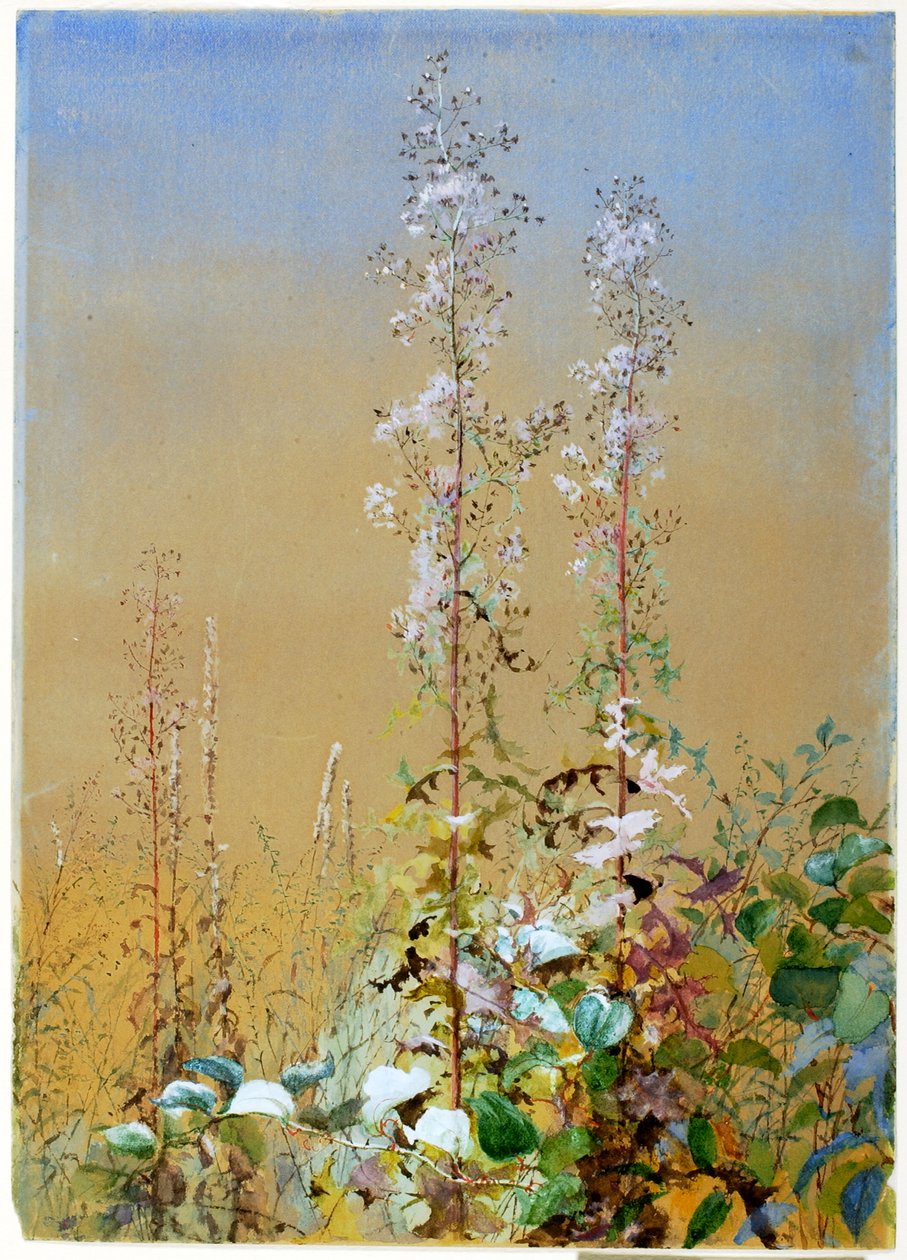 Uden titel, ca. 1876. af Fidelia Bridges