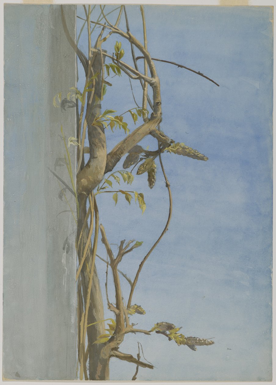 Wisteria på en væg (wc på papir) af Fidelia Bridges