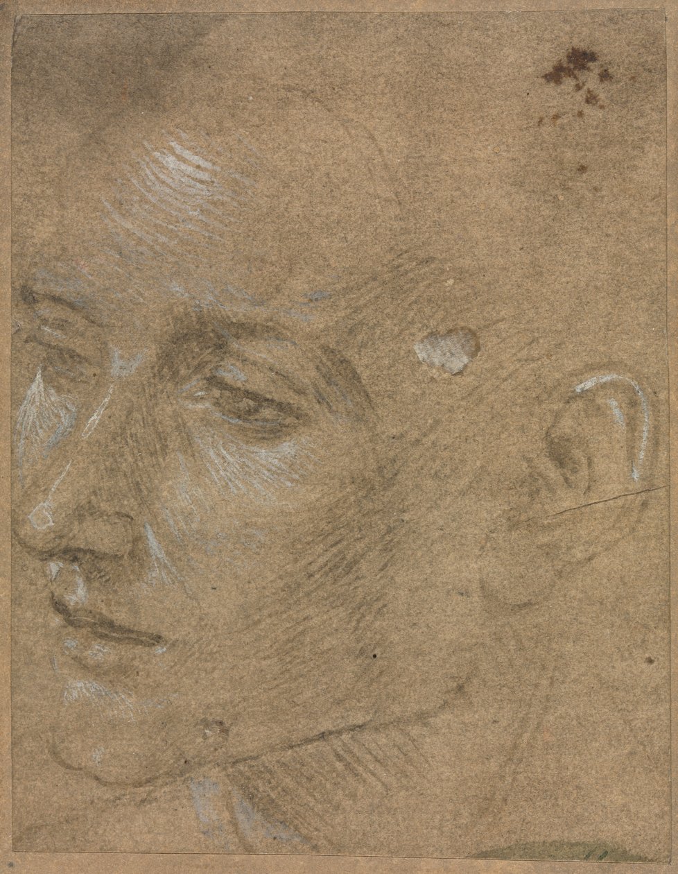 Leder af en ung mand af Filippino Lippi