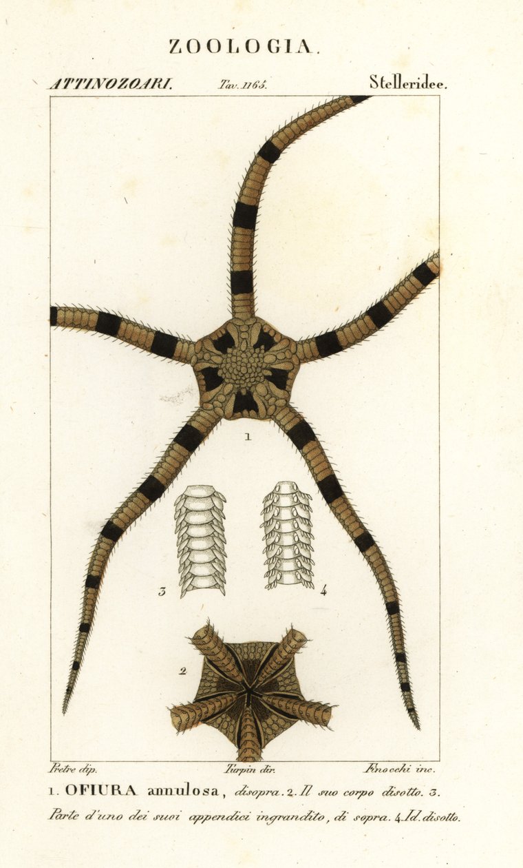 Skør stjernepighud, Ophiomastix annulosa, Ophiura annulosa af Finocchi Finocchi