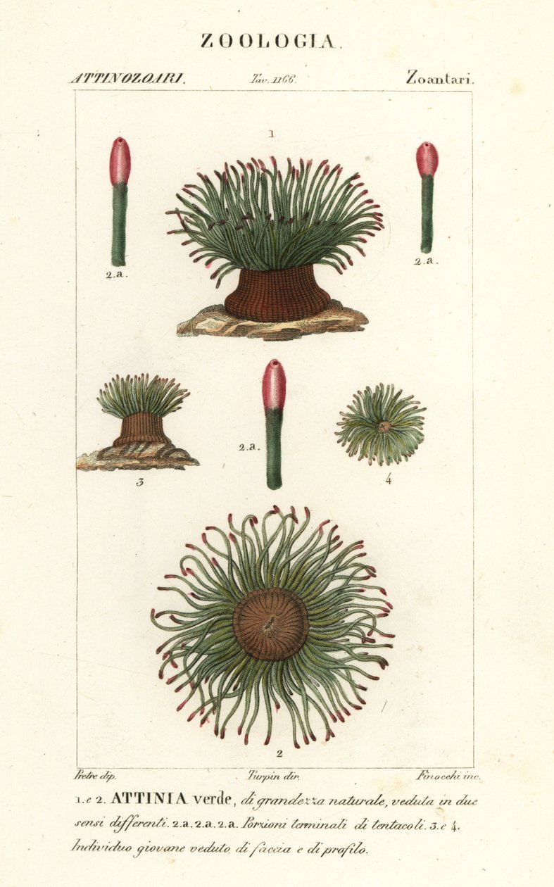 Middelhavsslangelåse søanemone, Anemonia sulcata af Finocchi Finocchi