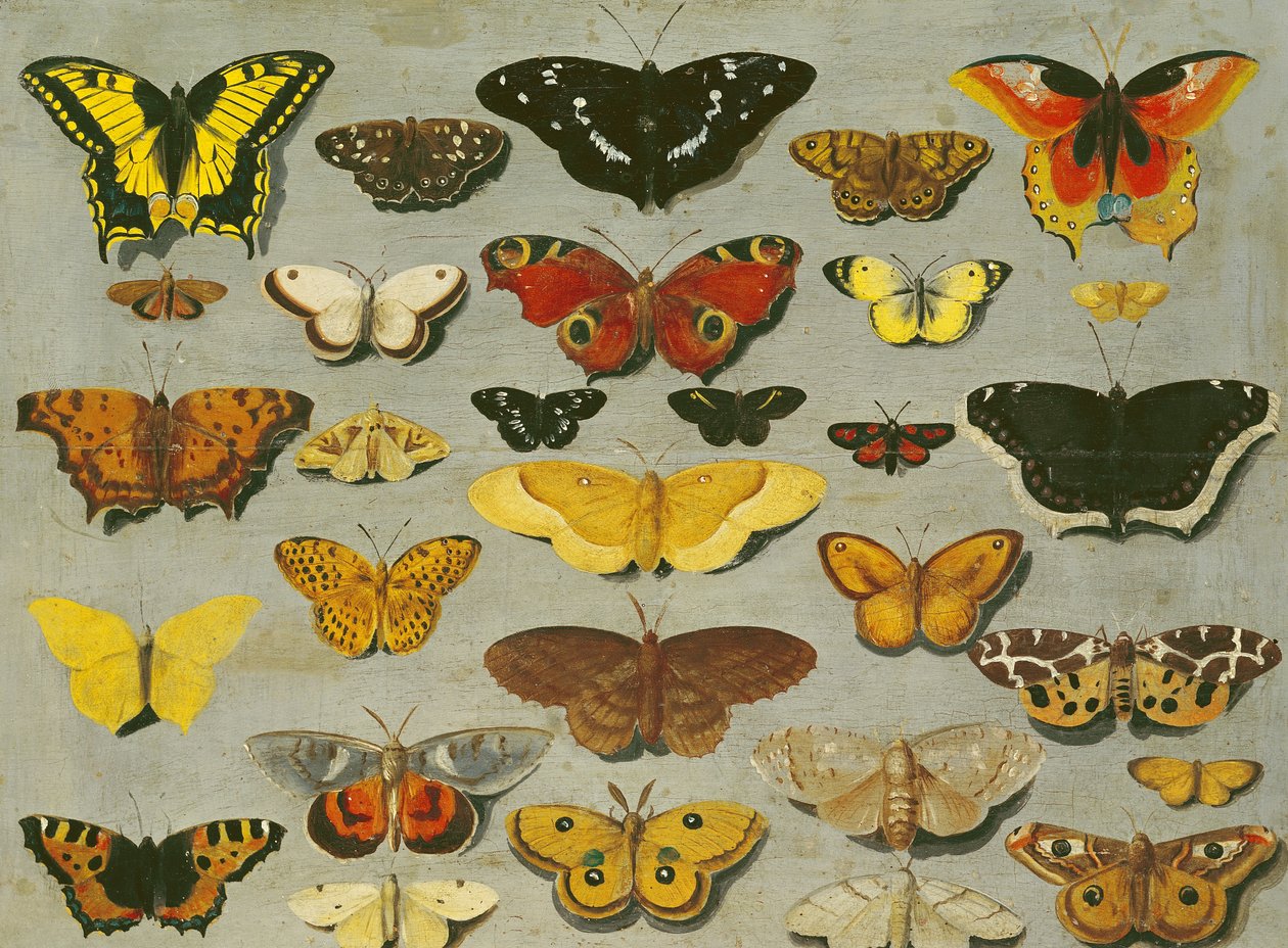 Sommerfugle af Flemish School