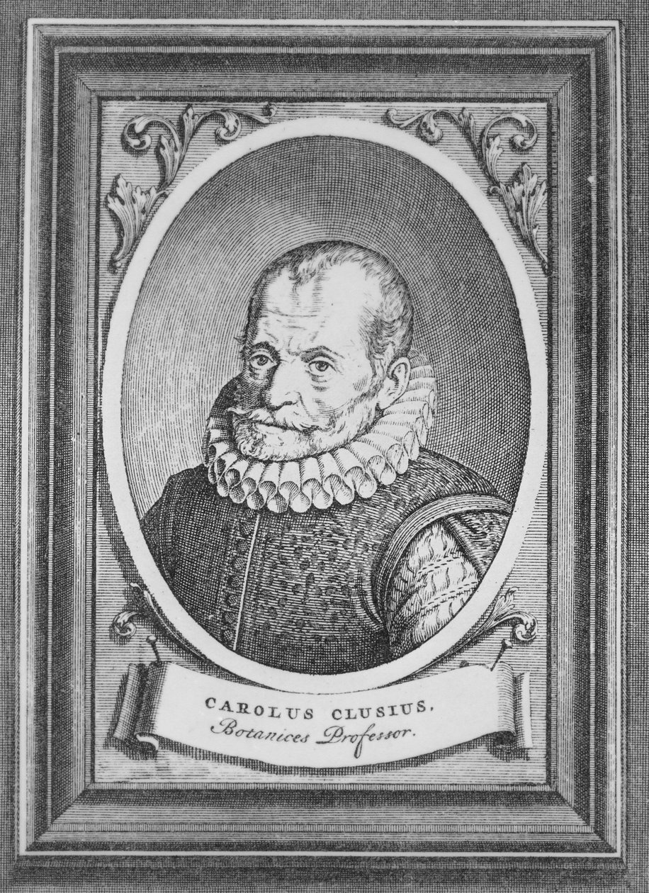 Carolus Clusius af Flemish School