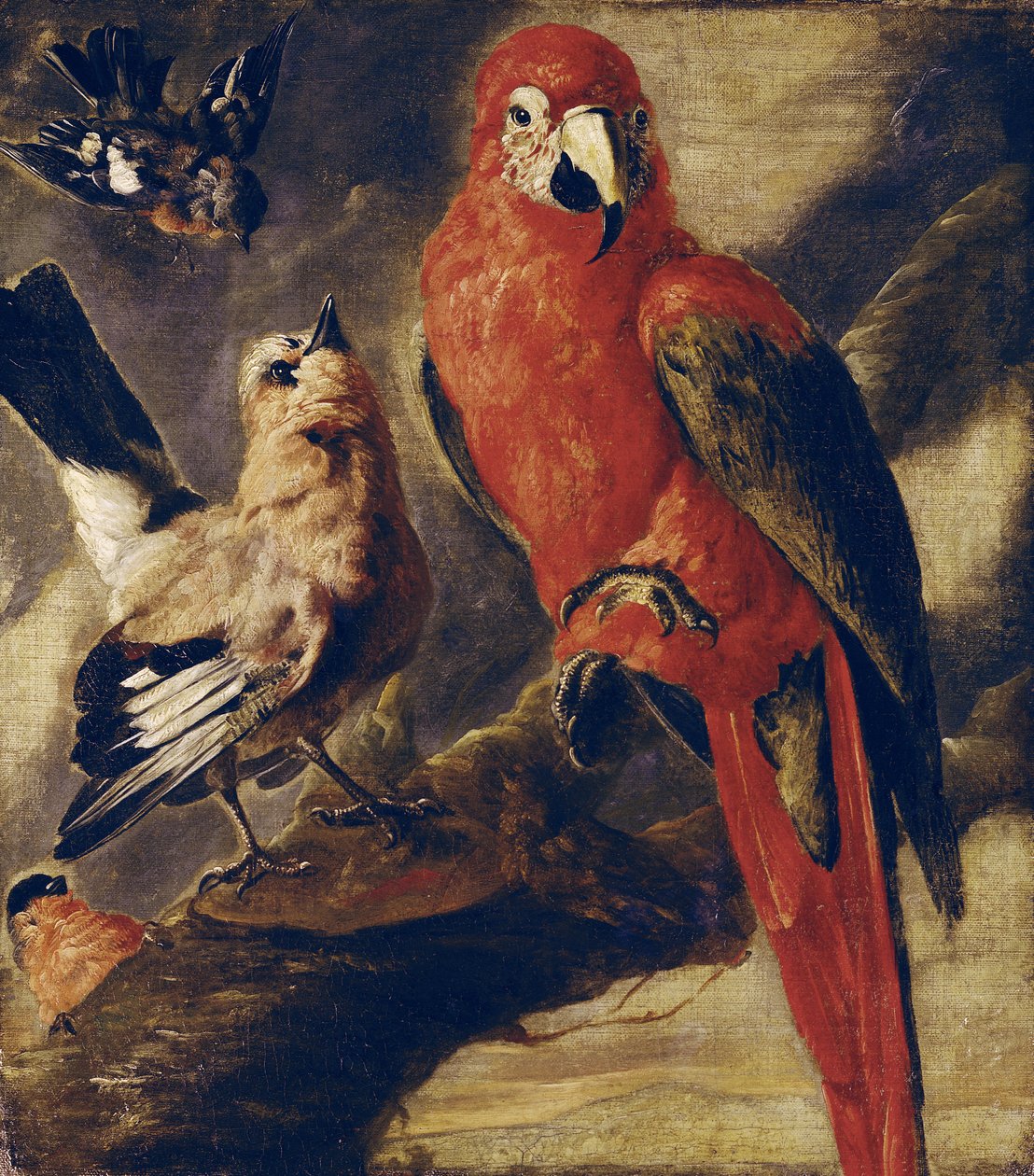 Ara og Bullfinch af Flemish School