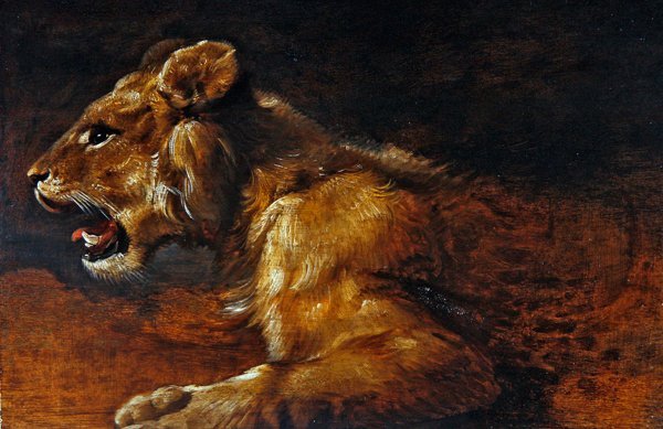 A Study of a Young Lion, School of Antwerpen, ca. 1640 (olie på panel) af Flemish School