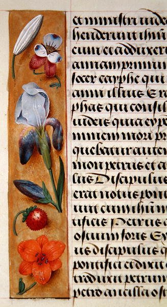 Ms. 1058-1975, f.16v: detalje af en blomsterkant fra en timebog, ca. 1500 (vellum) af Flemish School