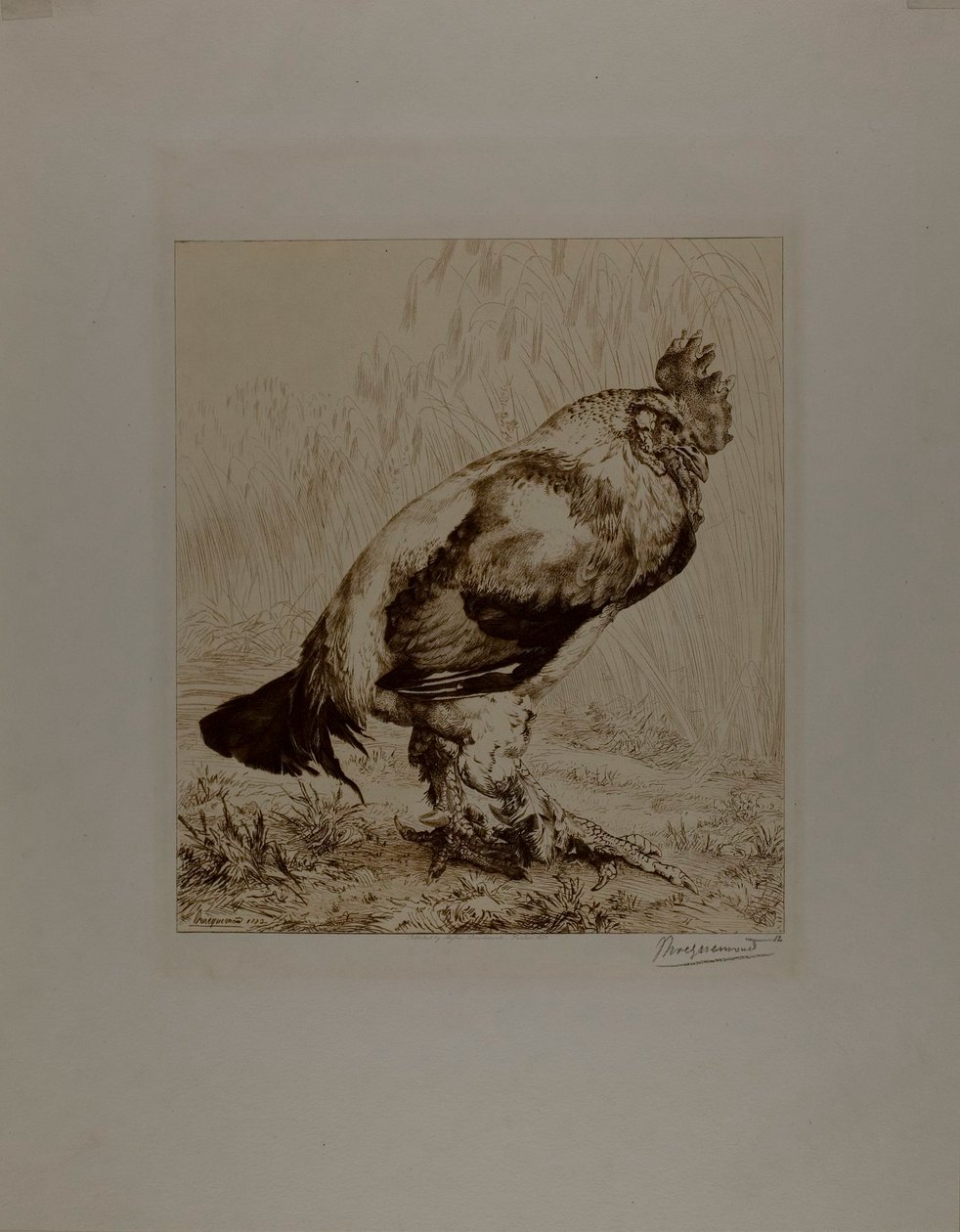 Den gamle pik af Félix Henri Bracquemond