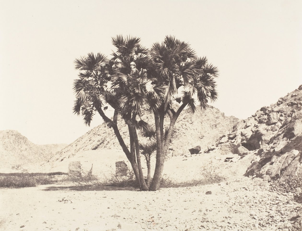 Omgivelser af Fileh, Palmier Doum på den østlige bred af Nilen, 1851-52, trykt 1853-54. af Félix Teynard