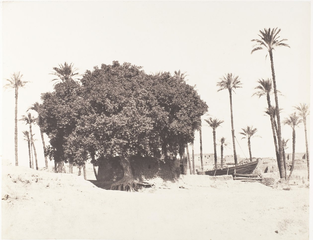 Esneh, Daddelpalmer, Sycamore og kaffe på kanten af ​​Nilen, 1851-52, trykt 1853-54. af Félix Teynard