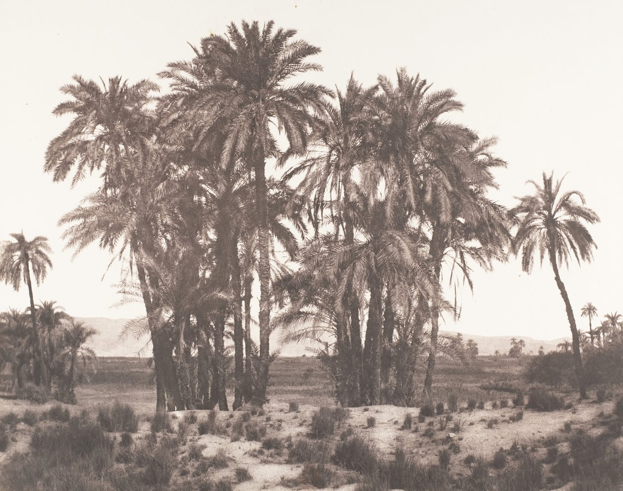 Karnak, Gruppe af daddelpalmer set fra punkt A, 1851-52, trykt 1853-54. af Félix Teynard