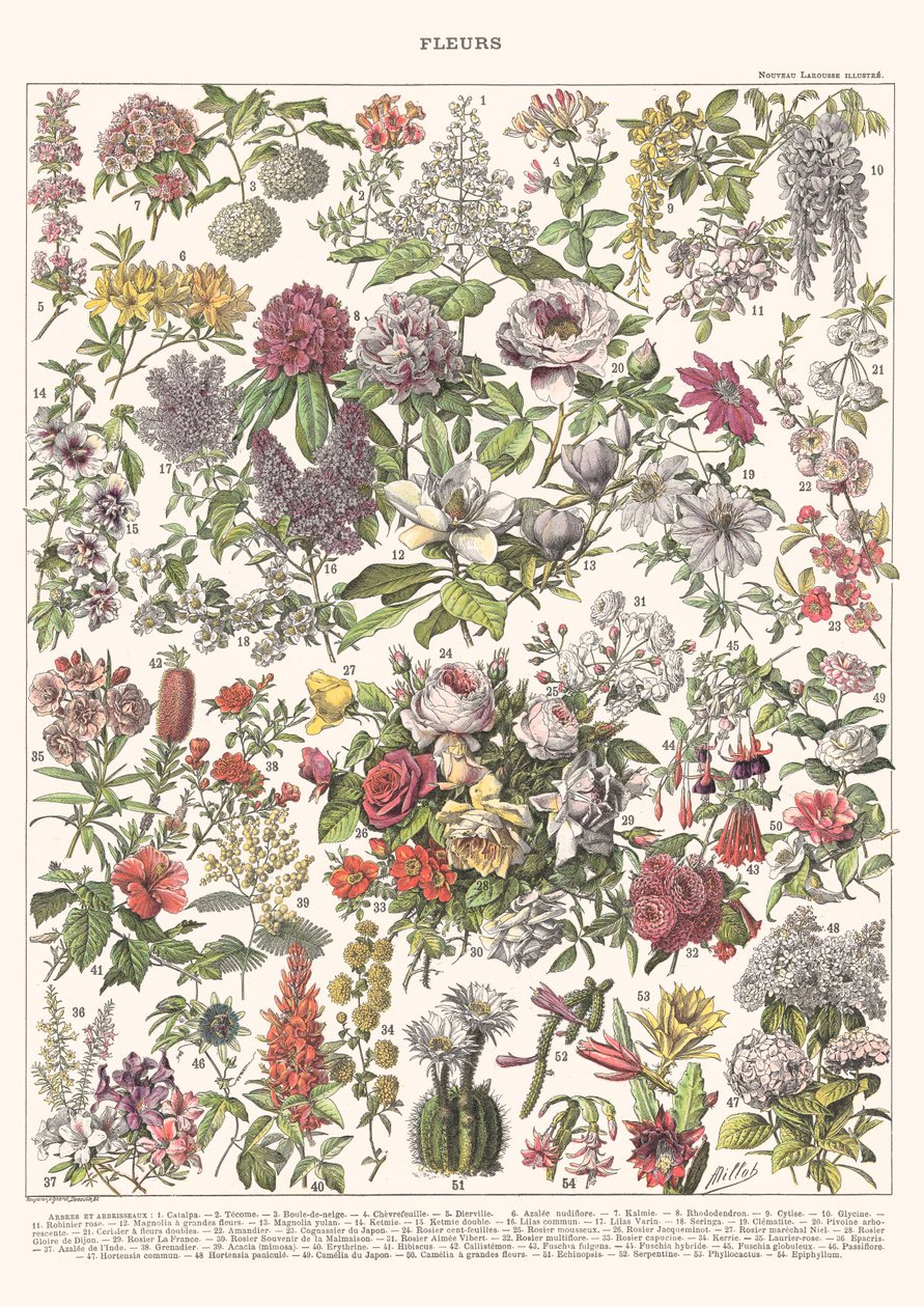 Flowers II - ASTER EDITION, 2023 (digital) af Florent Bodart