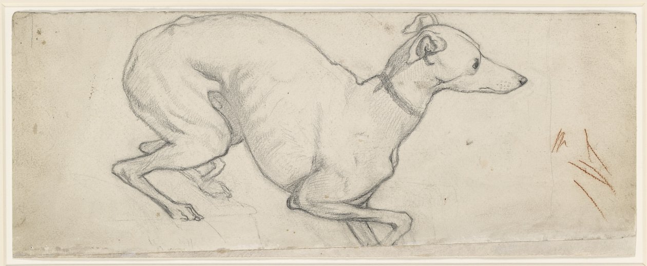 Studie af en Greyhound (grafit på råhvidt papir) af Ford Madox Brown