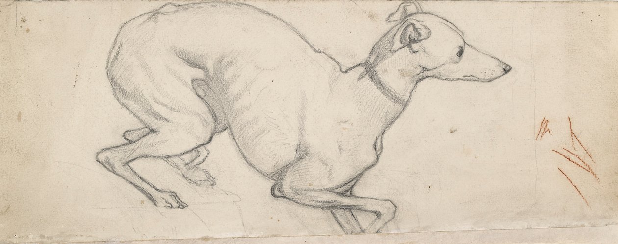 Studie af en Greyhound, midten af det 19. århundrede af Ford Madox Brown