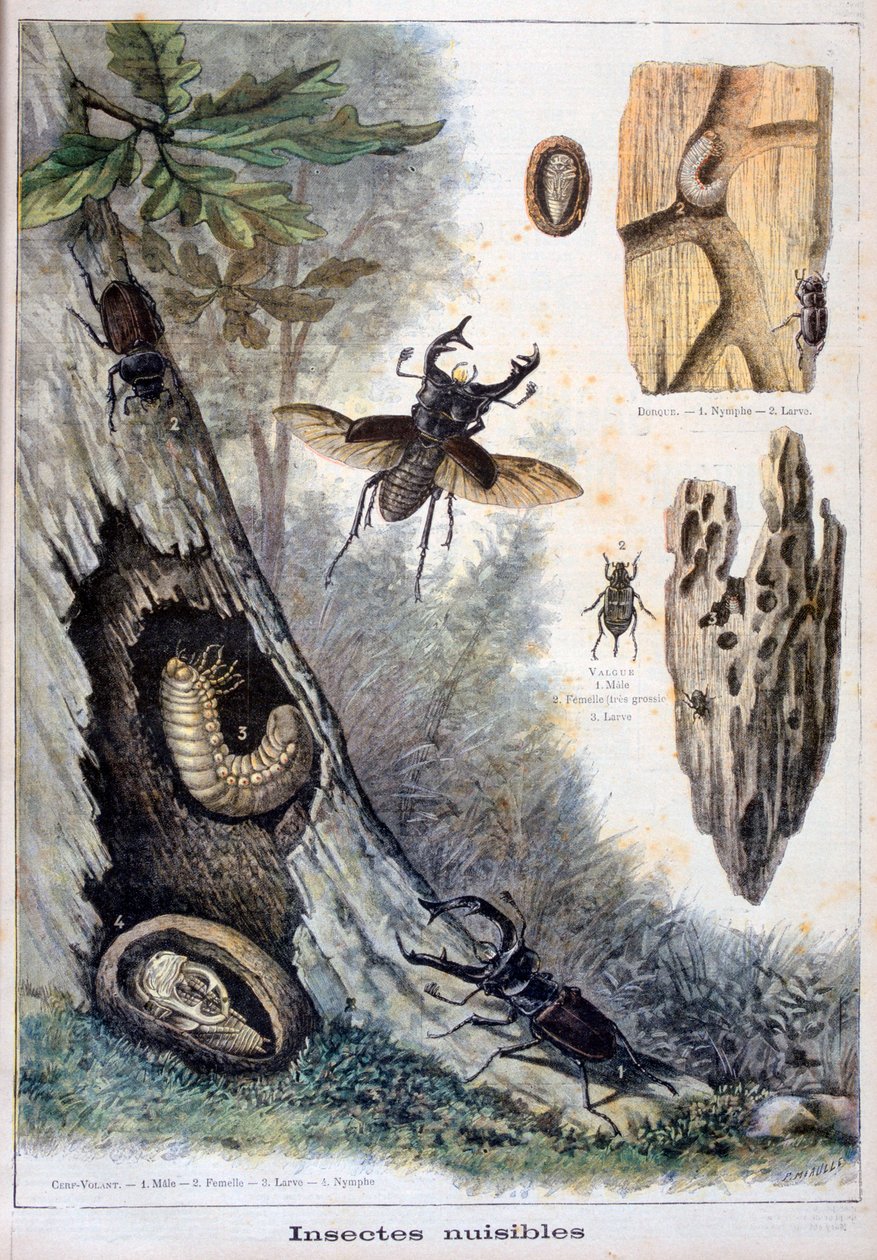 Skadelige insekter, 1897 af Fortuné Méaulle