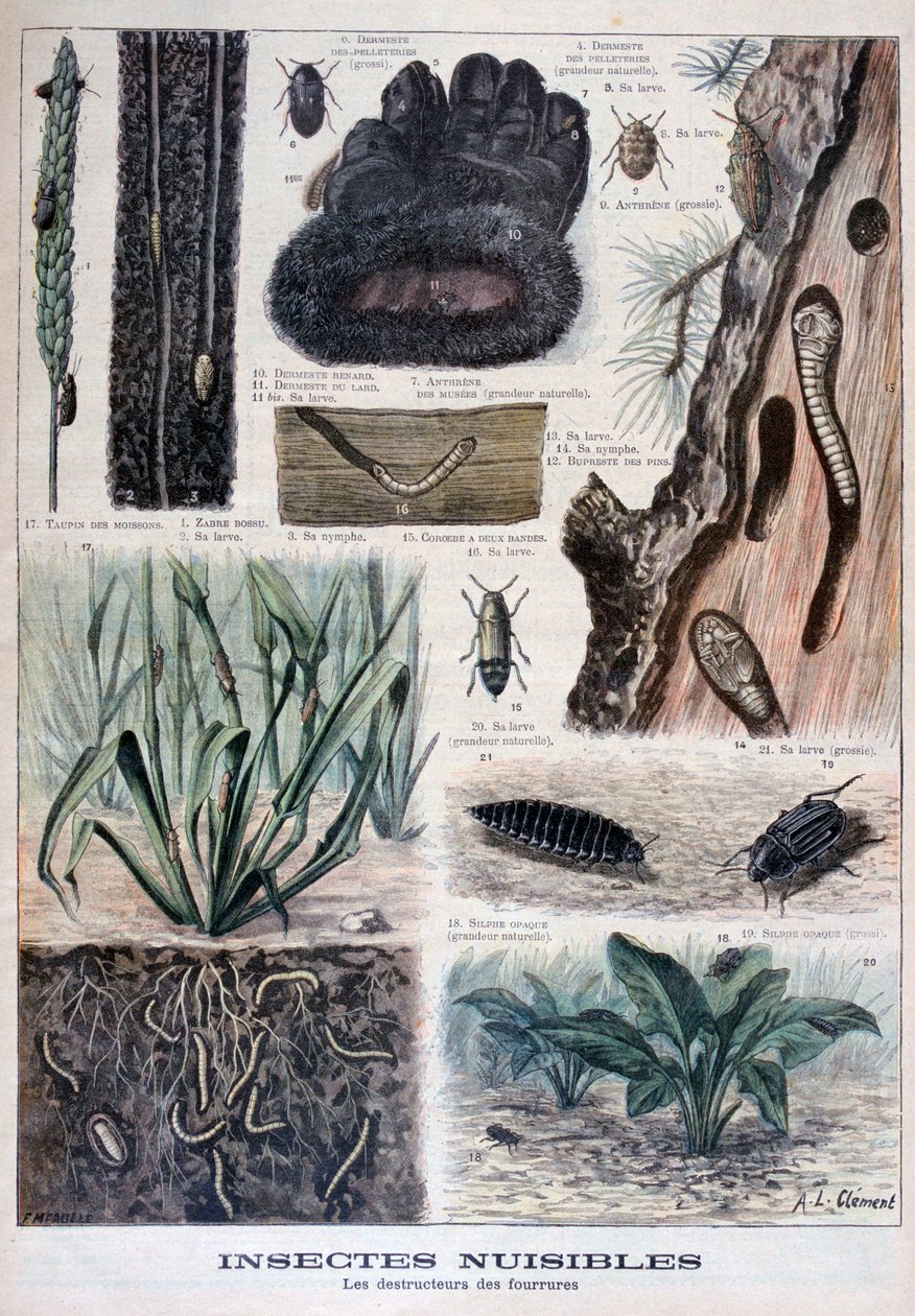 Insekter, der er skadelige for pelse, 1897 af Fortuné Méaulle