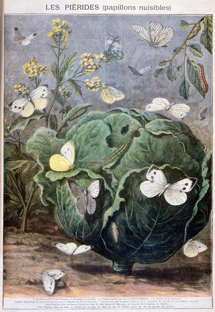 Pierid sommerfugle, 1897 af Fortuné Méaulle