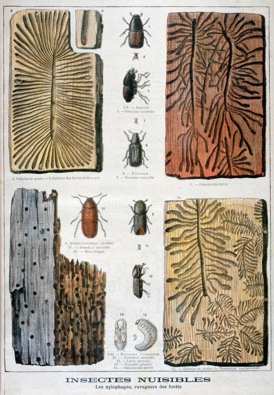 Xylofage insekter, der er ødelæggende for skove, 1897 af Fortuné Méaulle