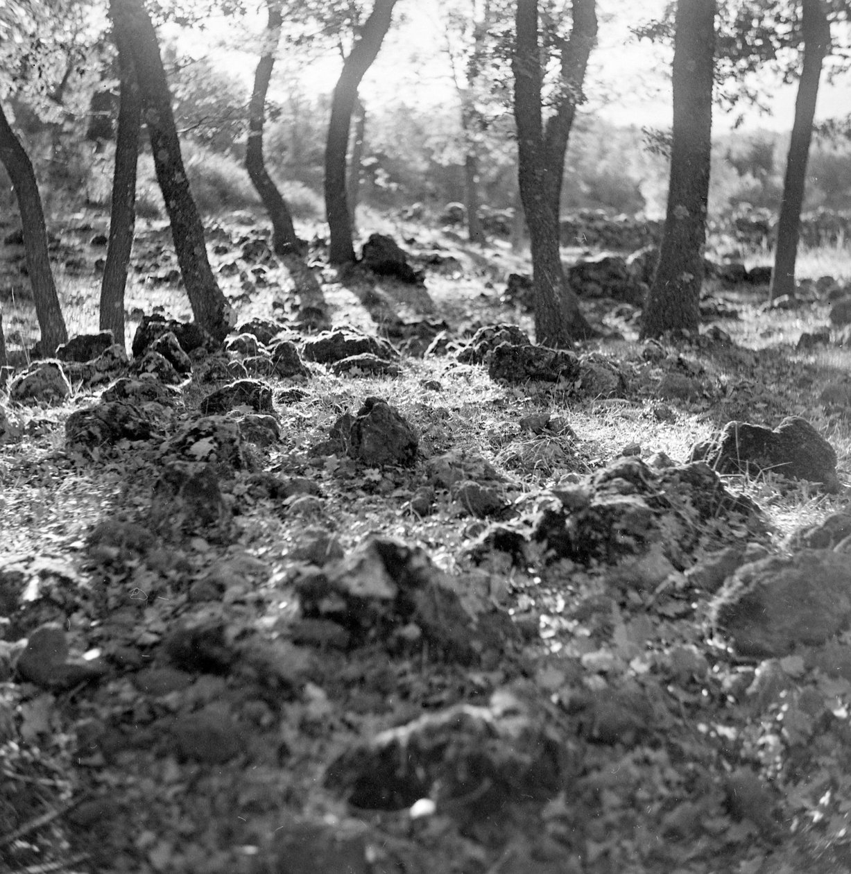 Skov på Etna-bjerget af Fosco Maraini