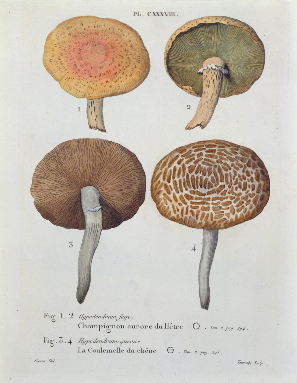 Hypodendrums fagi og queris, plade 138 fra 
