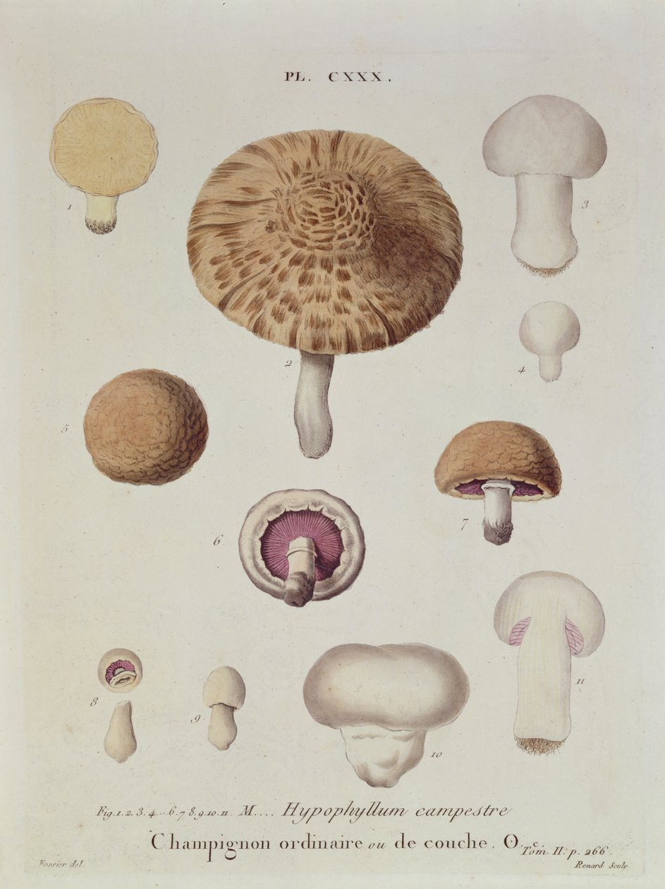 Hypophyllum campestre eller markchampignon, planche 130 fra "Iconographie des Champignons de J.J. Paulet" af J.H. Leveille, graveret af Renard, 1855 af Fossier