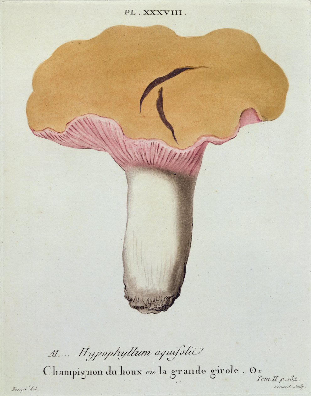 Hyprophyllum aquifolii, plade 38 fra 