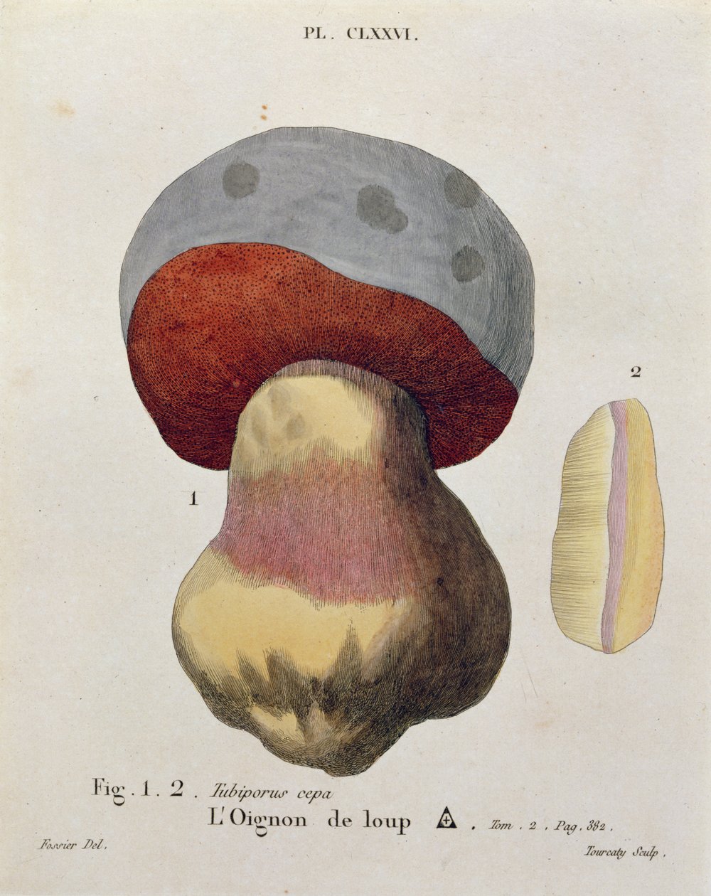 Tubiporus cepa, plade 176 fra 